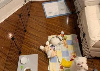 Wybieg Kojec Klatka dla Świnki Morskiej Królika Gryzoni Gryzonia