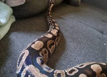 Pyton królewski samica