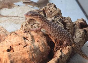 Varanus acanthurus – waran kolczastoogonowy