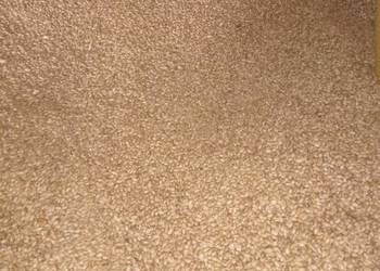 Pszenica 2025 Pszenica 2025