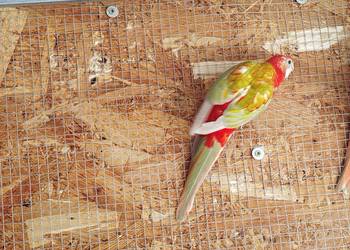 Rozelle białolice 2025 r