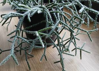 Rhipsalis Pilocarpa patyczak