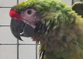 Ara militaris samica 2021 super kondycja cites