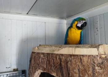 Ary ararauny para lęgowa