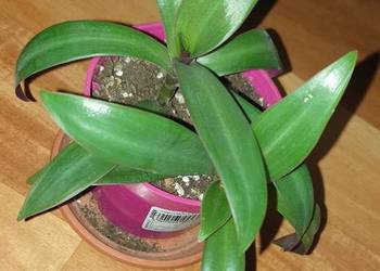 Trzykrotka, reo meksykańskie, 2 sadzonki w doniczce