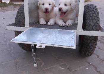 Owczarki Podhalańskie Owczrek Podhalański