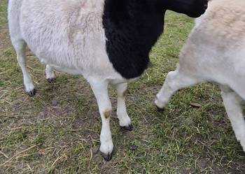 DORPER. Baranki. Owce, tryk, jarki.