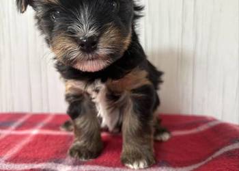 Do Rezerwacji Panda Yorkshire Terrier Biewer