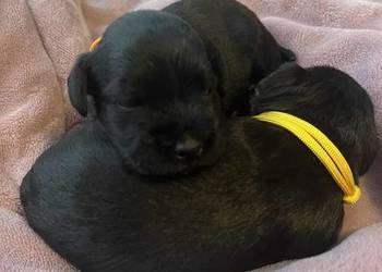 Sznaucer miniaturowy czarny