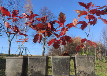 Sadzonki w doniczkach - dąb czerwony / Quercus rubra, hod. od żołędzia