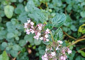 Oregano ziola sadzonka