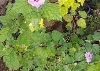 KETMIA SYRYJSKA - HIBISKUS RÓŻOWY 60cm
