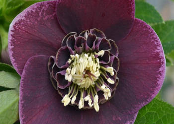 CIEMIERNIK WSCHODNI SINGLE AUBERGINE WHITE EDGE - sadzonki w doniczkach