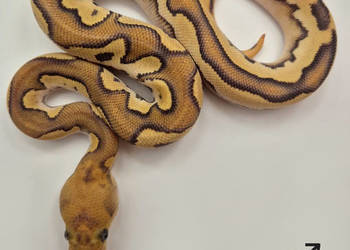 Pyton królewski Spotnose Mojave Orange Dream Clown - samiec