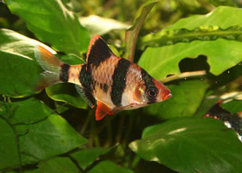 Rybki Brzanka sumatrzańska 3szt. z mojego akwarium