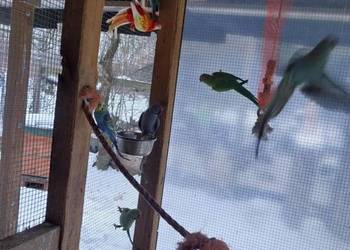 Papugi faliste Mnichy alexandretty i rozelle