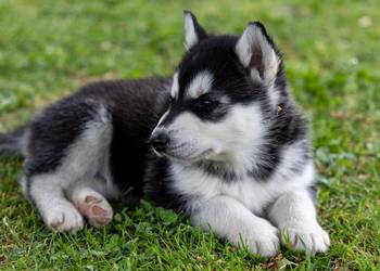 Śliczny piesek Husky szczeniak z rodowodem