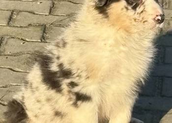 Border collie szczeniaki