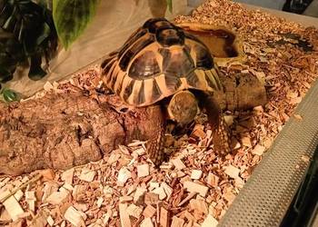 ŻÓŁW GRECKI TESTUDO HERMANNI