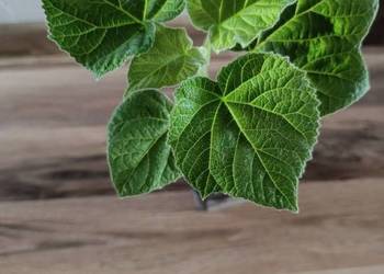 Sadzonki drzew tlenowych paulownia