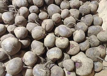 Sprzedam buraczki czerwone