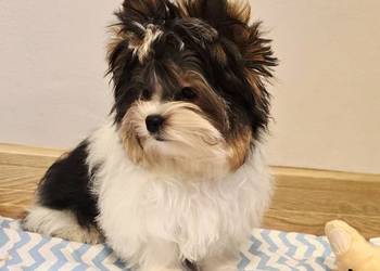 Cudowny malutki piesek BIEWER Yorkshire Terrier DO odbioru komplet szczepie
