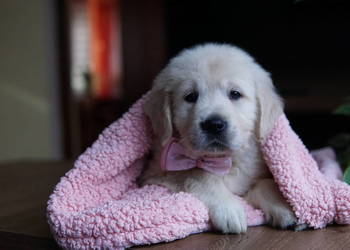 Szczeniak Golden Retriever