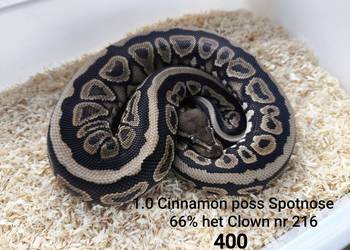 Wąż pyton królewski nr 216