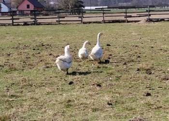 Gęsi białe 2025