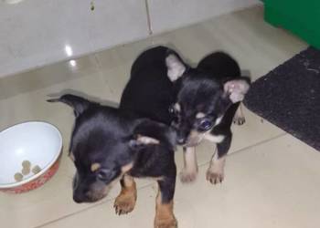 Pinczerek miniaturka suczka i piesek