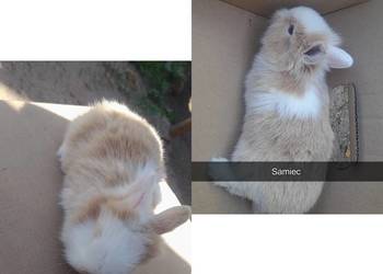 Młode króliki miniaturki