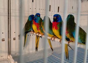 Łąkówki wspaniale