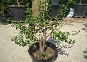 Drzewka pre bonsai dzika grusza i grab