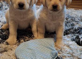 Śliczne szczenięta labradorki