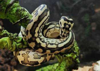 Pyton dywanowy (Morelia spilota mcdowelli) - Red tiger