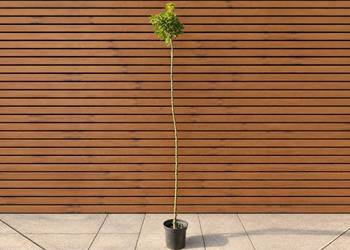 Klon jawor 'Brilliantissimum', szczep. 220 cm