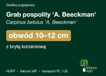 Grab pospolity 'A. Beeckman' obwód 10-12 cm, z bryłą – HURT