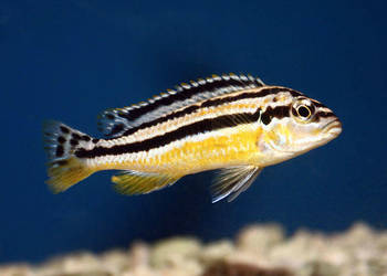 Melanochromis auratus Pyszczak złocisty