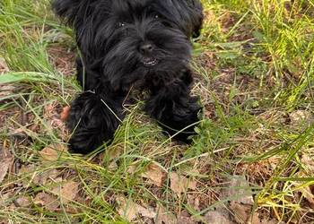 Black Yorkshire terrier