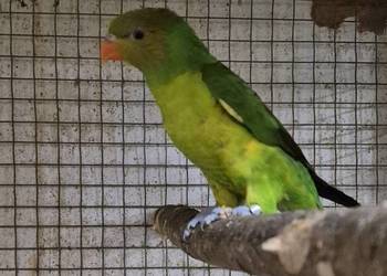 Lorysa oliwkowogłowa