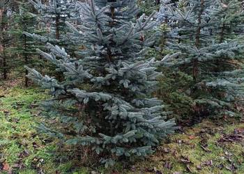 Świerk srebrny,zielony, choinka