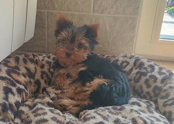 Yorkshire terrier piesek