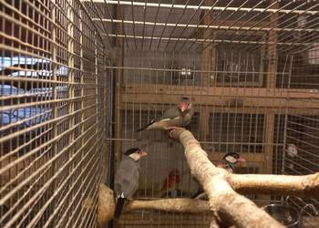 Ryżowce siwe z 2025r