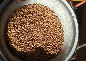 Sprzedam pszenicę 70 zł za metr