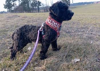 Husar piesek rasy Rosyjska Bolonka Kolorowa