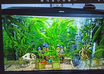 Akwarium Aquael 200l z pokrywą i oświetleniem stan idealny 450 zł