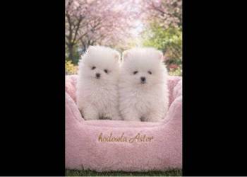SZPIC MINIATUROWY POMERANIAN PIĘKNE MALUTKI PUCHATE