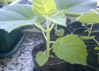 Najszybciej rosnące drzewo tlenowe, oxytree, Paulownia