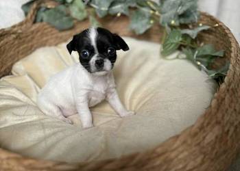 Suczka Chihuahua Biała z czarnymi znaczeniami