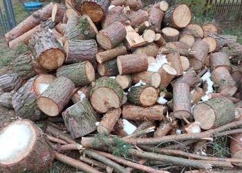 Oddam gratis drzewo na opał